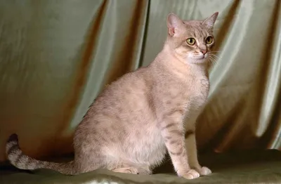 В Новосибирске продают котенка за 1,5 миллиона | Пикабу