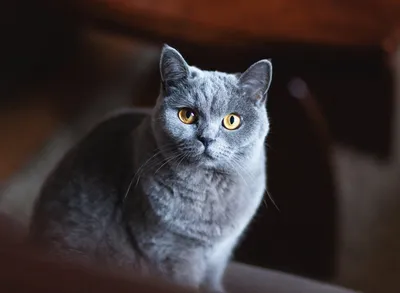 Дымчатый окрас британских кошек: фото, стандарт. Фото Дымчатый британских  кошек, котов, котят. Дымчатые британцы: стандарт окраса. Дымная британская  кошка.