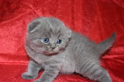 Австралийская дымчатая кошка: фото и описание породы (характер, уход и  кормление)