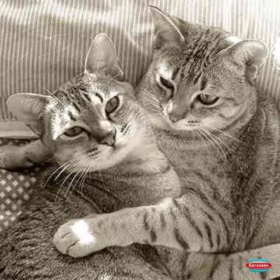 ТОП 6 пород кошек с серым или голубым окрасом шерсти — названия, описание и  фото — Природа Мира