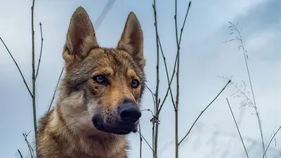 Собака, изувеченная живодерами, чудом выжила в судогодском лесу во время  урагана - KP.RU