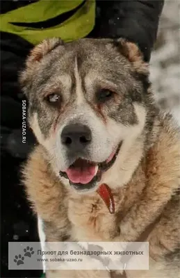 Джина - 1 год - Метис породы Чихуахуа - Москва - собаки в добрые руки