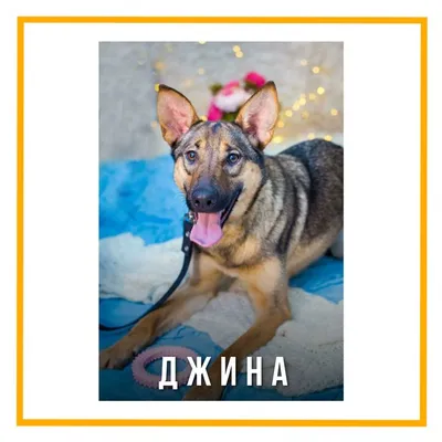 Джина - Doggy Help