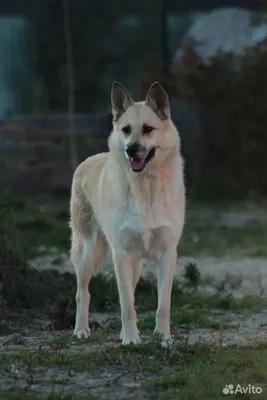 Пропала собака Джина на ул. Героев Сталинграда, 5, Симферополь | Pet911.ru