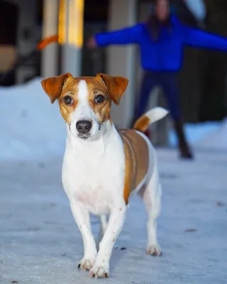 Пропала собака Женского пола, черного цвета, кличка Джина, ул. Ленина, 53Б  | Pet911.ru