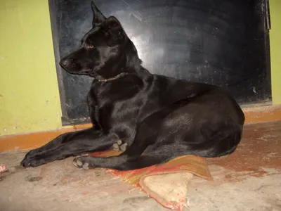 Собака Джина купить в Сургуте | Животные и зоотовары | Авито