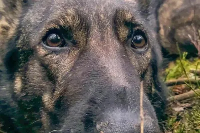 Собака Джина - Первоуральское Городское Общество Защиты Животных