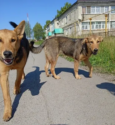 Джина - Щенок 2 месяца - Беспородная - Москва - собаки в добрые руки