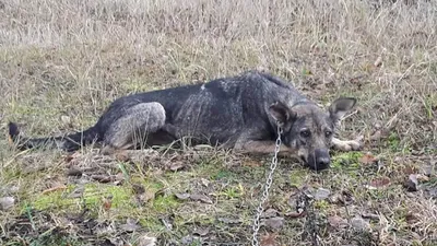 Скромная собака Джина ищет дом - Форум Гродно