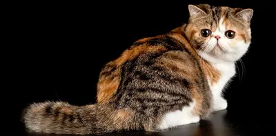 3 экзотических котят Shorthair Стоковое Фото - изображение насчитывающей  котенок, перско: 38333716