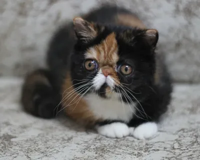 Экзотическая короткошёрстная кошка - фото и описание (характер, уход и  кормление)