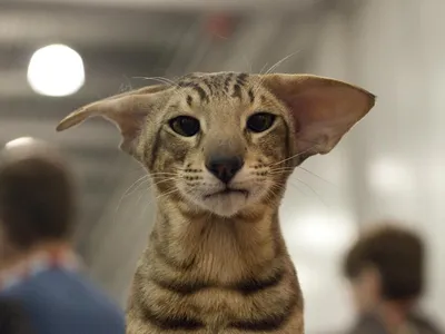 Shorthair 8 месяцев кота экзотических старое Стоковое Изображение -  изображение насчитывающей длина, экзотическо: 13667459