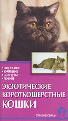 Экзотические котята: 18 000 грн. - Кошки Новомосковск на Olx