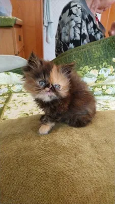 В Одесской области спасли трех очень редких котят краснокнижного лесного  кота