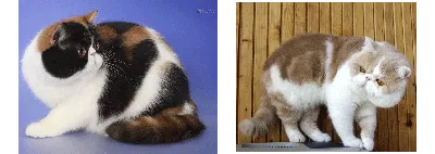 2 малиньких необычных. котят» — создано в Шедевруме