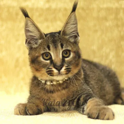 Cat Creature экзотический короткошерстный кот Фон И картинка для бесплатной  загрузки - Pngtree
