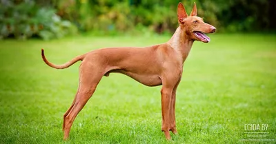 Фараонова собака (Pharaoh Hound) - небольшая, активная и умная порода собак.  Описание, фото и отзывы о породе.