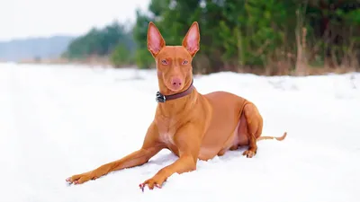 Собака-фараон: красивое изображение в формате JPG | Фараонова собака Фото  №86131 скачать