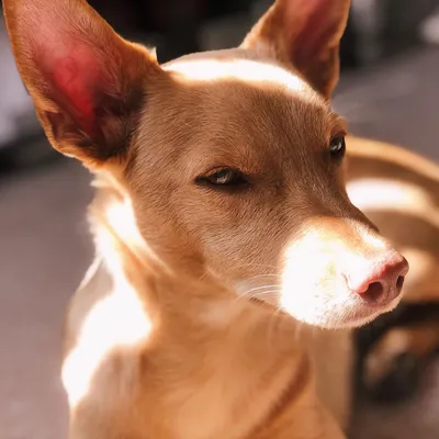 Фараонова собака | Royal Canin UA