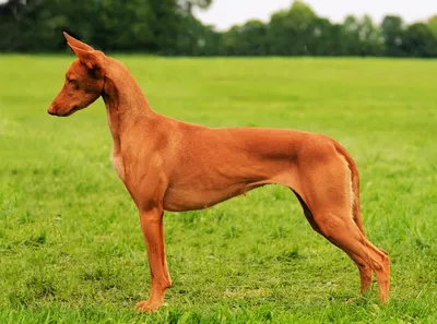 kennelbri - Эмбер, порода Фараонова собака, дата рождения... | Facebook