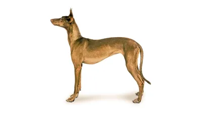 Фараонова собака-Pharaon Hound. 2024 | ВКонтакте