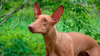 Фараоновая собака - фото, цена, описание, видео