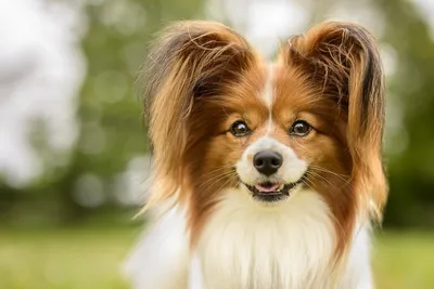 Двадцать эффектных снимков красивых собак разных пород | Собачий вестник |  Дзен