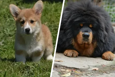 Почему маленькие собачки гавкают на больших собак чаще чем большие на  маленьких | DogsForum | Дзен