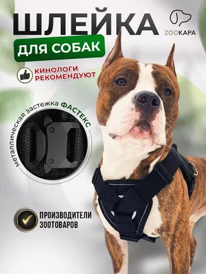 Купить Корзина для домашних собак, намордники от укусов, клетка для рта  собаки, кожаные защитные маски для собак для маленьких/больших собак | Joom
