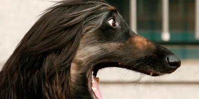 ТОП-7 самых глупых собак | Прокотьев | Дзен