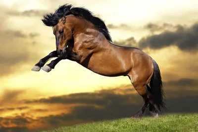 Фото гнедой лошади 