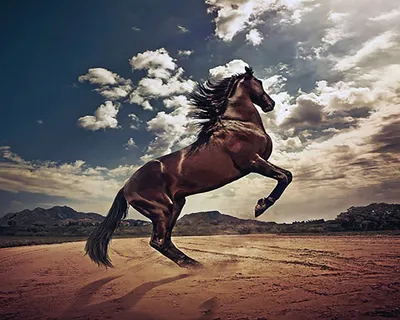 Лошадь Пржевальского | Борис Седых | Дзен