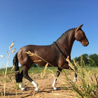портрет бегущей гнедой лошади в поле Фото Фон И картинка для бесплатной  загрузки - Pngtree