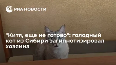 Пенсионерка нашла бездомного голодного кота Но когда она увидела его сзади,  испугалась! | Дари добро приют Новосибирск | Дзен