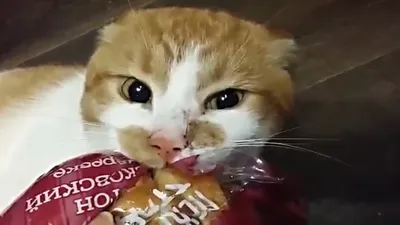 Если ты голодный котик скажи 'мяу' #голодныйкот #голос #кот #дрессиров... |  TikTok