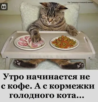 Найден голодный кот возле Ленинского шалаша | Pet911.ru