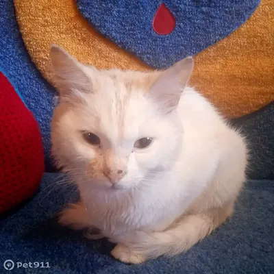 🤯 DALL-E 3 попросили сгенерировать голодного кота, каждый раз делая его  ещё более голодным | ВКонтакте