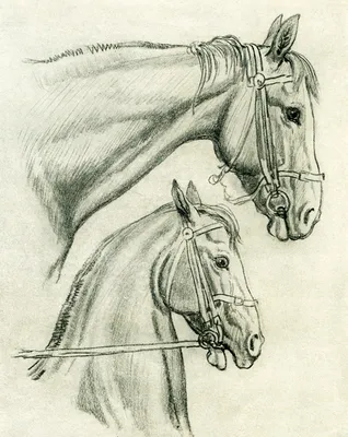 Профиль головы лошади стоковое изображение. изображение насчитывающей  конноспортивно - 122491665