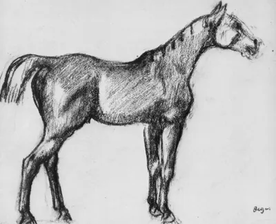 Голова коня рисунок - 35 фото