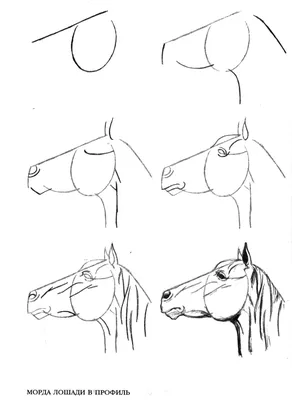 Как нарисовать голову лошади поэтапно 4 урока