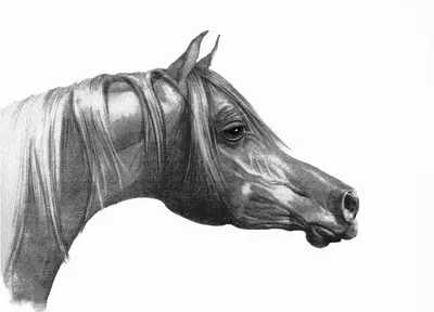 Картинки голова коня (42 фото) » Юмор, позитив и много смешных картинок