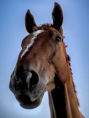 Лошадь Лошадиной Головы Профиль - Бесплатное фото на Pixabay - Pixabay