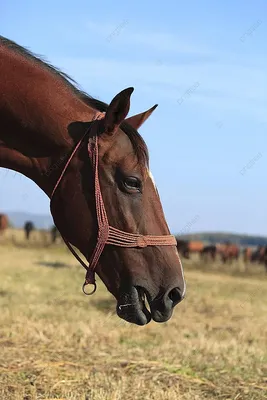 Профиль головы лошади голубых глазов Стоковое Изображение - изображение  насчитывающей поле, каштан: 45859165