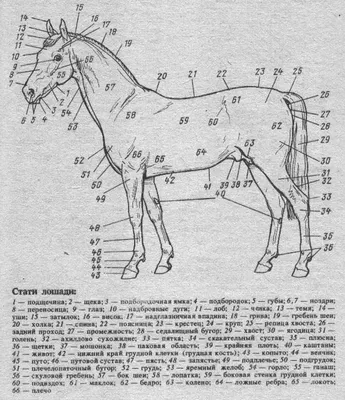 Анатомия головы арабской лошади может затруднить обычные операции