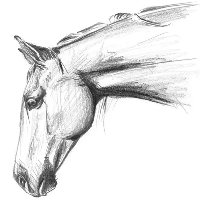 профиль лошади фон, 408 картинки Фото и HD рисунок для бесплатной загрузки  | Pngtree