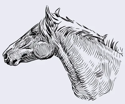 Голова лошади в защитном снаряжении клипарт PNG , голову лошади, Защитное  снаряжение, животное PNG картинки и пнг PSD рисунок для бесплатной загрузки
