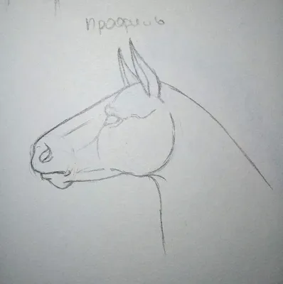 Рисунок карандашом голова лошади - 68 фото