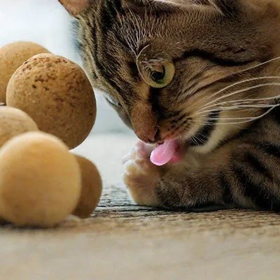 Кошка с яйцами Аделька превратилась в кота с абсцессом. - Архив - Форум Пес  и Кот