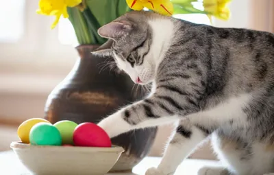 Кот лижет яйца другого кота» — создано в Шедевруме