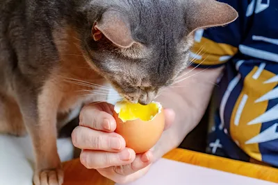 Кот ворует куриные яйца, разбивает и выпивает | Простые люди | Дзен